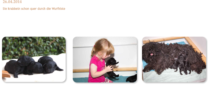 26.04.2014 Sie krabbeln schon quer durch die Wurfkiste 12 Tage alt, sind die Ilene, Isko und die noch namenlose Schwester immer satt und zufrieden. Immer wenn Mama Gin-Gin in die Wurfkiste kommt,  werden sie jedoch sofort munter und versuchen nun schon, die Zitzen der stehenden Mama zu erreichen. Sie wiegen bereits zwischen 624 und 640 g, und wir warten gespannt, wer als erster die Augen ffnen wird.