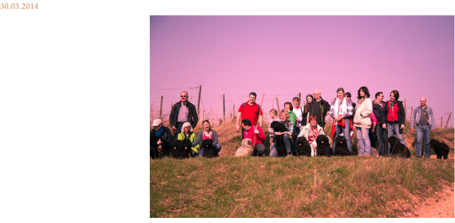 30.03.2014 Frhlingswanderung mit der Landesgruppe Mitte des Deutschen Puli Klub e.V. Bei wunderschnem Frhlingswetter folgten 18 Puli mit Frauchen und Herrchen der Einladung des PuK LG Mitte zu einer Wanderung durch die Weinberge bei Gau-Algesheim. 7 der anwesenden Puli waren aus dem Zwinger vom Felsenmeer. Gin-Gin und Mama Quastie haben sich mit uns gefreut, Einstein, Gala, Gwendolyn, Galileo, Holly und Huncut wieder zu sehen. Wir danken allen Zweibeinern aus der Felsenmeer-Familie, dass sie die zum Teil weite Fahrt auf sich genommen haben. Ein weiteres Wiedersehen wird es anlsslich des Klubwochenendes zum 25-jhrigen Bestehen des PuK am 20.-22.Juni 2014 geben. Sehr viele Felsenmeer-Puli werden die Klubschau bereichern.